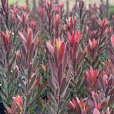 Leucadendron ‘Safari Sunset’ - No common name