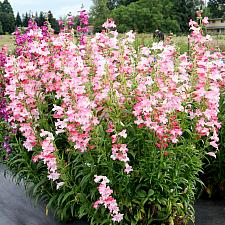 Penstemon 'Flock of Flamingos' - Penstemon