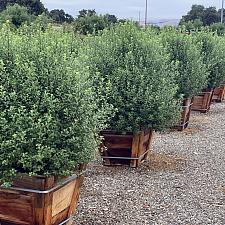 Pittosporum tenuifolium 'Jade' - Tawhiwhi, Kohuhu