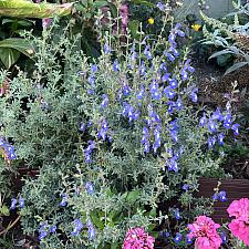 Salvia muirii - John Muir sage