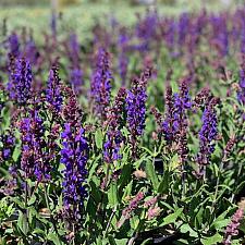 Salvia nemorosa 'Dark Matter'™ - Dark Matter™ Meadow Sage