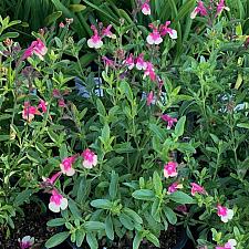 Salvia greggii 'Rose Bicolor' - Sage