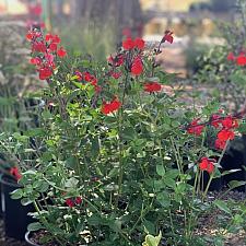 Salvia microphylla 'Royal Bumble' - Sage