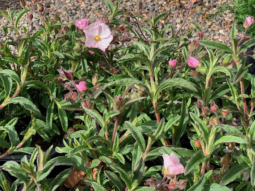 Cistus x skanbergii | Native Sons Wholesale Nursery