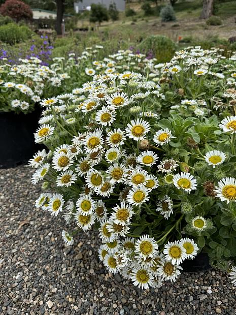 Erigeron glaucus 'White Lights' - White Seaside Daisy