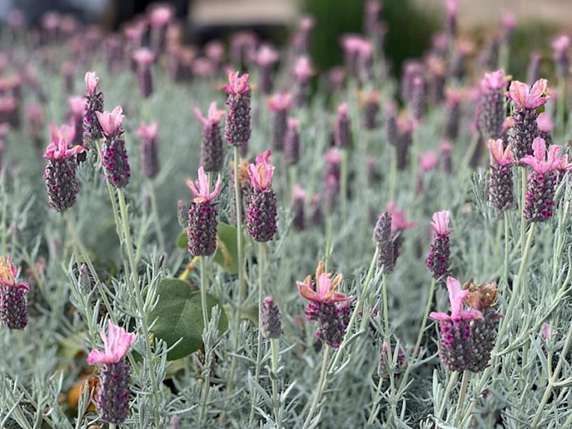 Lavandula stoe. subsp. pedun.'Ghostly Princess' - Lavender