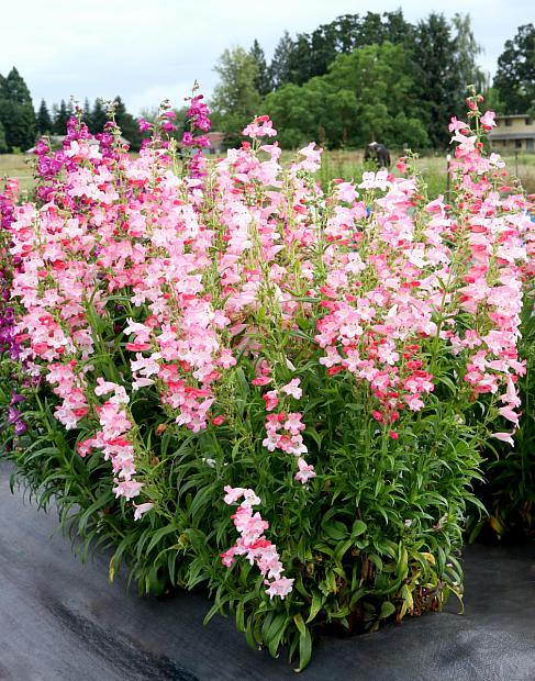 Penstemon 'Flock of Flamingos' - Penstemon