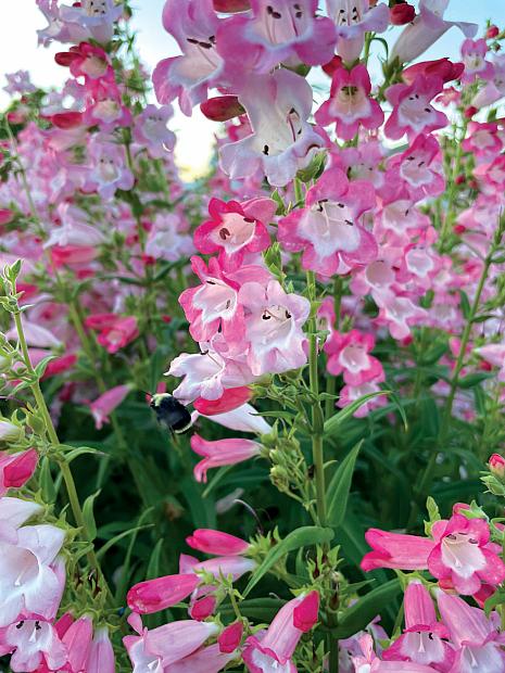 Penstemon 'Flock of Flamingos' - Penstemon