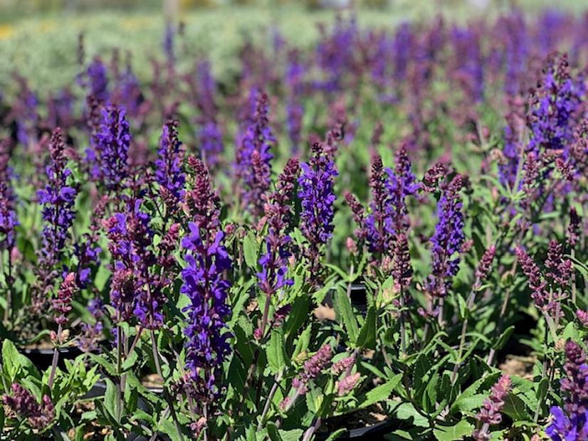 Salvia nemorosa 'Dark Matter'™ - Dark Matter™ Meadow Sage