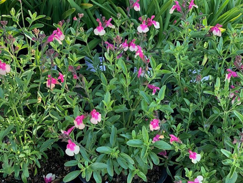 Salvia greggii 'Rose Bicolor' - Sage