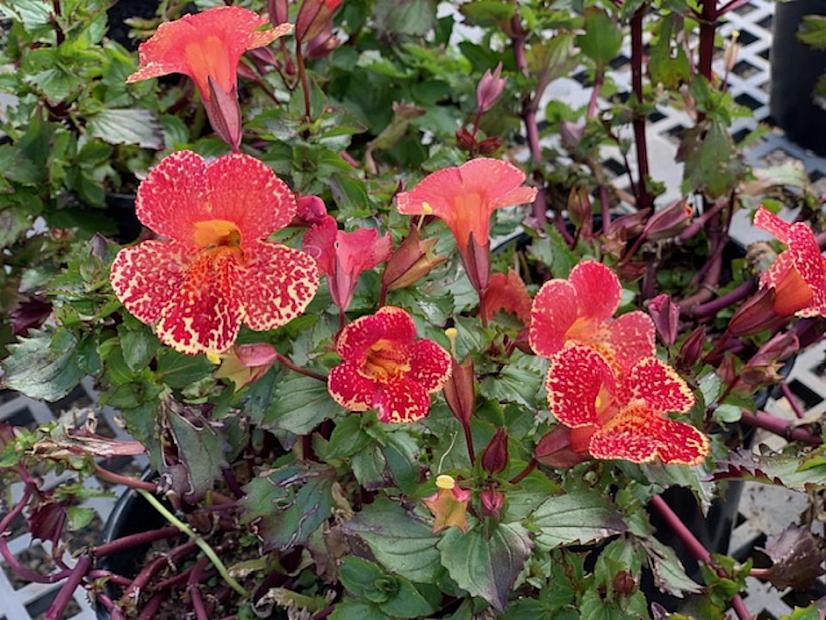 Torelus 'Tiger Melon' - Monkey flower